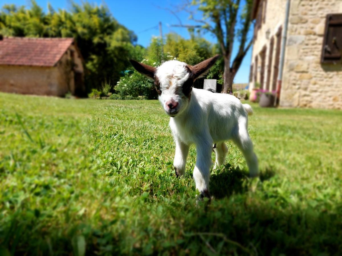 Ferme Des Petites Oreilles 4 Etoiles Montignac-Lascaux Luaran gambar