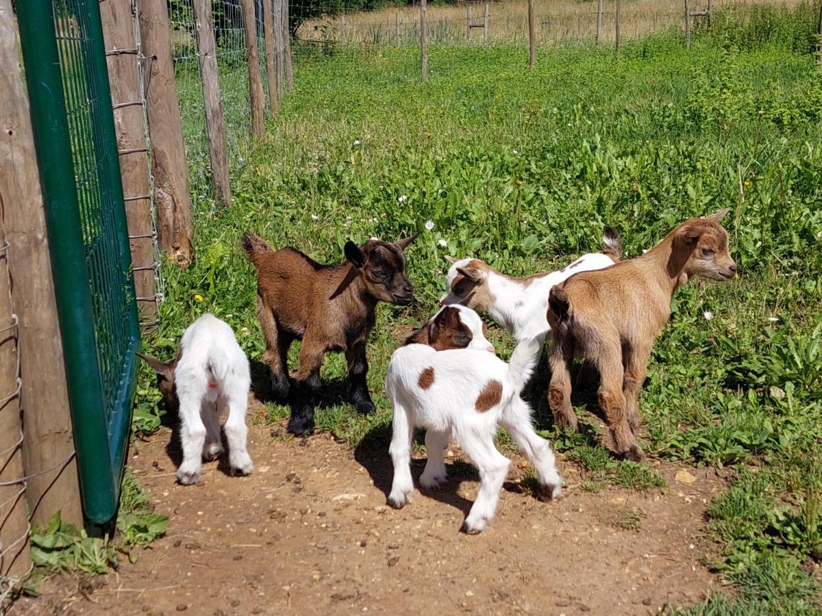 Ferme Des Petites Oreilles 4 Etoiles Montignac-Lascaux Luaran gambar