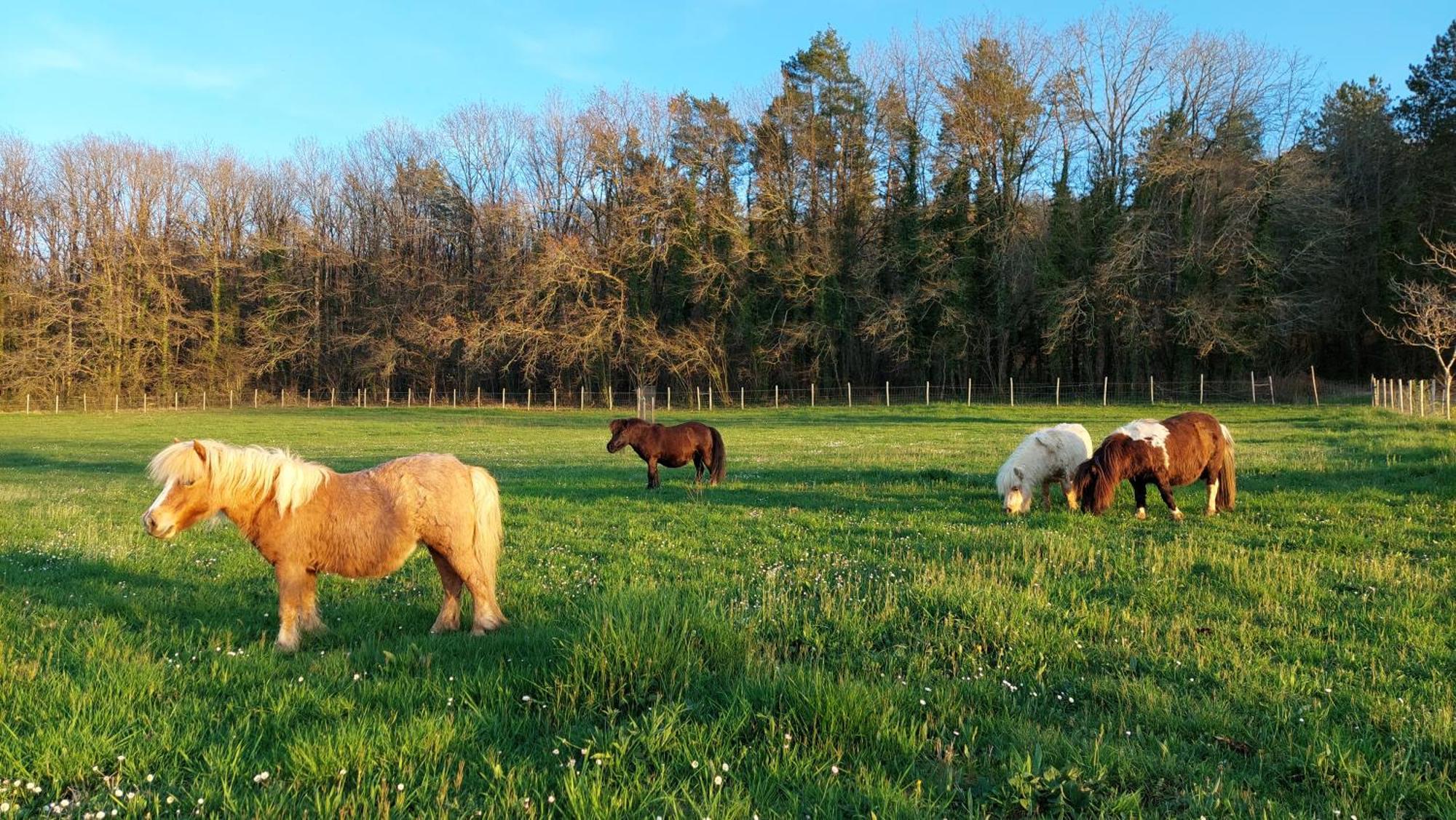 Ferme Des Petites Oreilles 4 Etoiles Montignac-Lascaux Luaran gambar