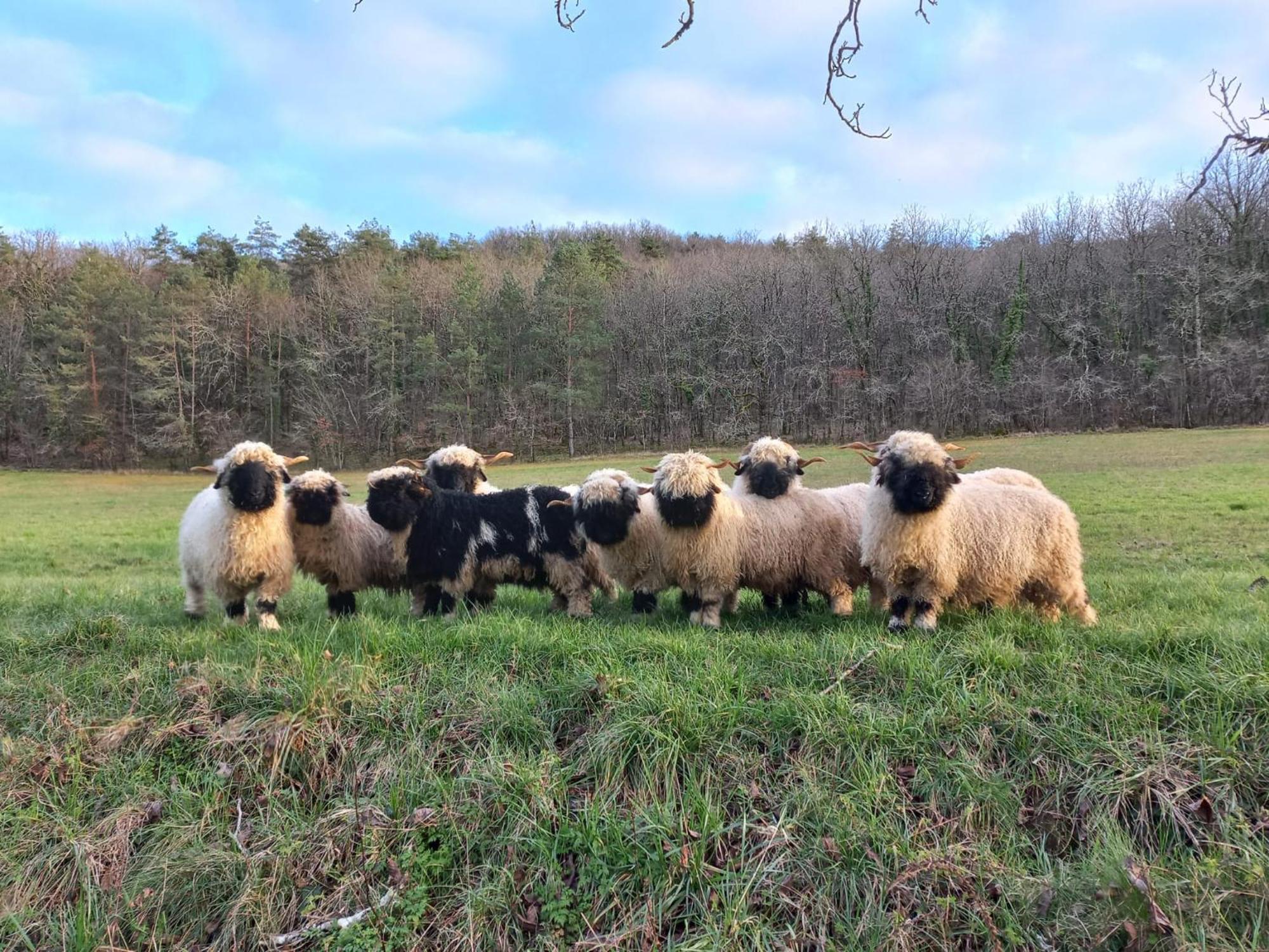 Ferme Des Petites Oreilles 4 Etoiles Montignac-Lascaux Luaran gambar