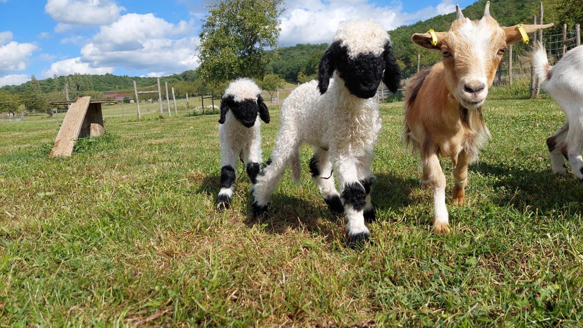 Ferme Des Petites Oreilles 4 Etoiles Montignac-Lascaux Luaran gambar