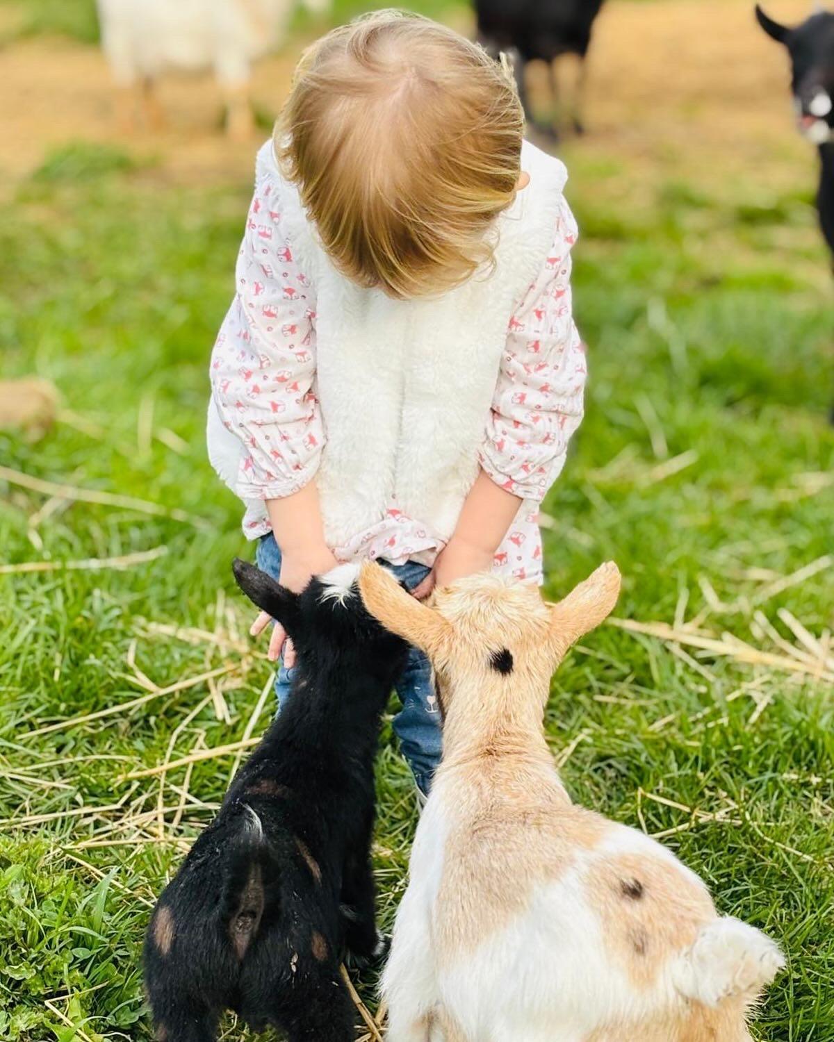 Ferme Des Petites Oreilles 4 Etoiles Montignac-Lascaux Luaran gambar